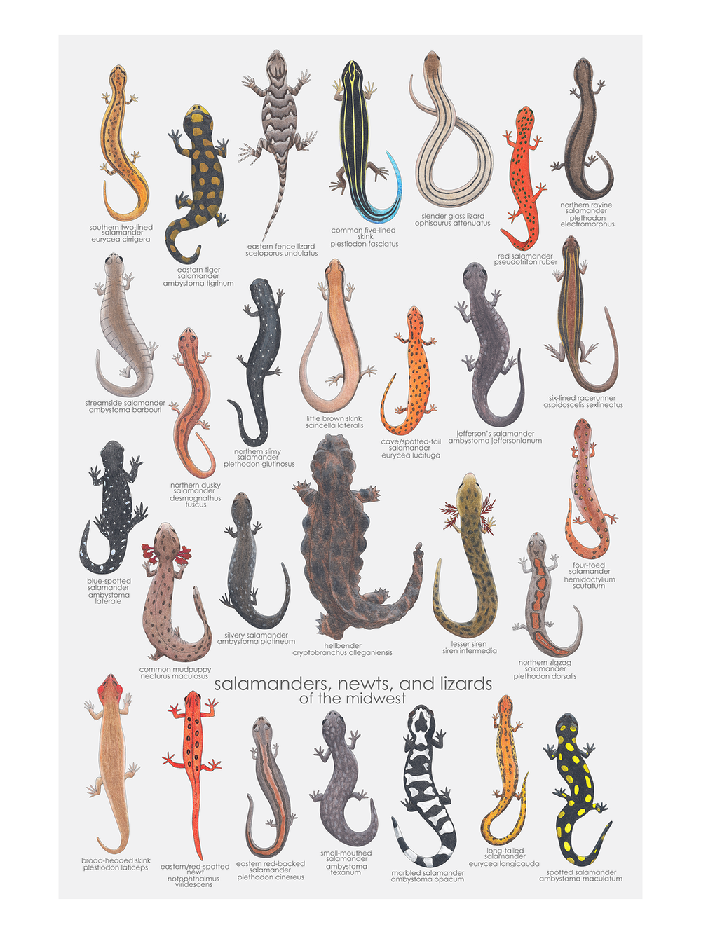 salamanders, newts, & lizards of the midwest — melbry//arts